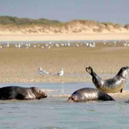 Semesterbostad In Quend-plage Near